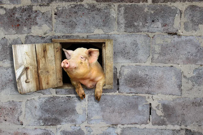 What's a southern pig's favorite form of cooking? image