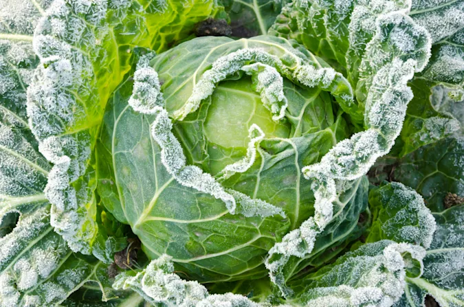 What's the coldest vegetable? image