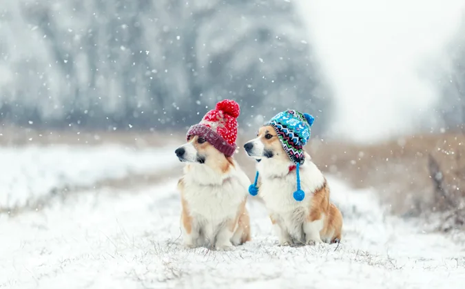 What do dogs wear on their ears when it's cold outside? image