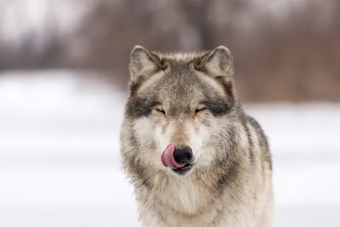 Why don't wolves like fast food? image