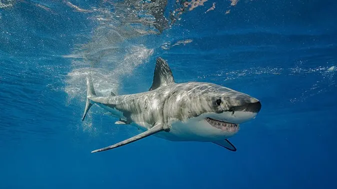  How much does it cost to swim with the sharks? image