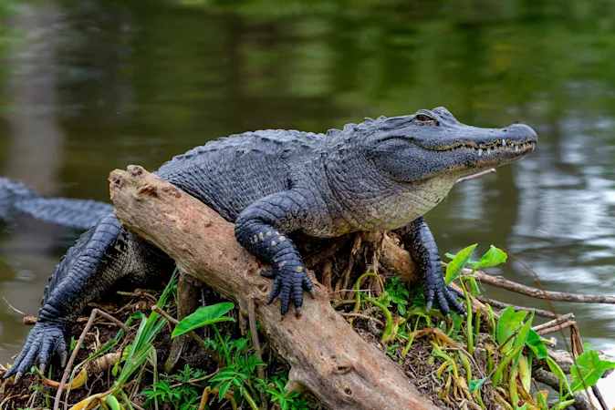 What's the difference between an alligator and a crocodile? image