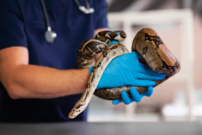 What's a zoo vet's biggest problem? image