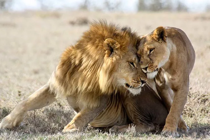What does a female lion call her mate? image