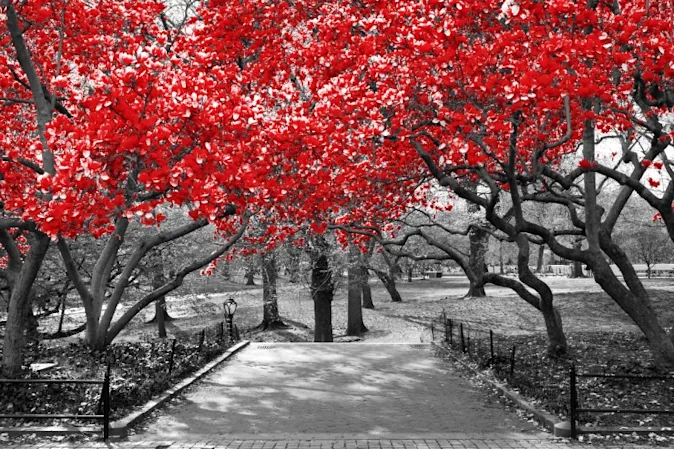 What's black and white and red all over? image