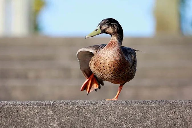  What is a duck's favorite dance? image