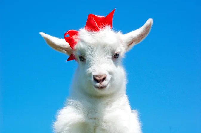 What did the mama goat say to her child? image