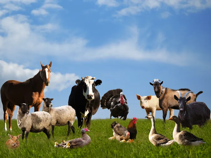 What did the goat, cow, duck, and pig call each other? image