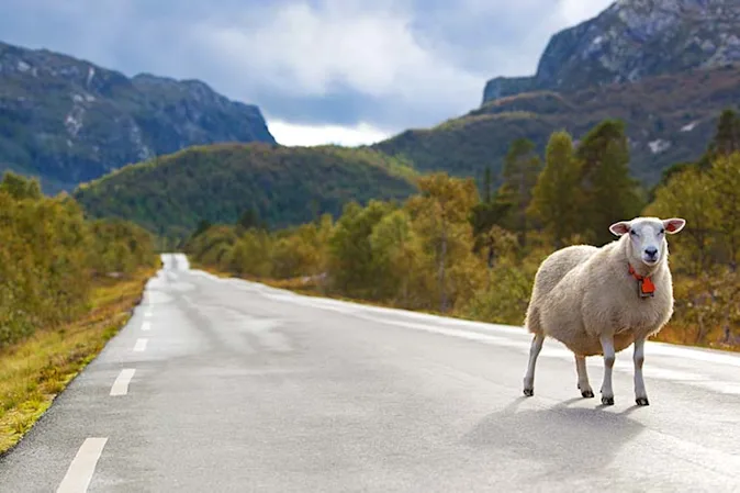 Why did the sheep run across the busy highway? image