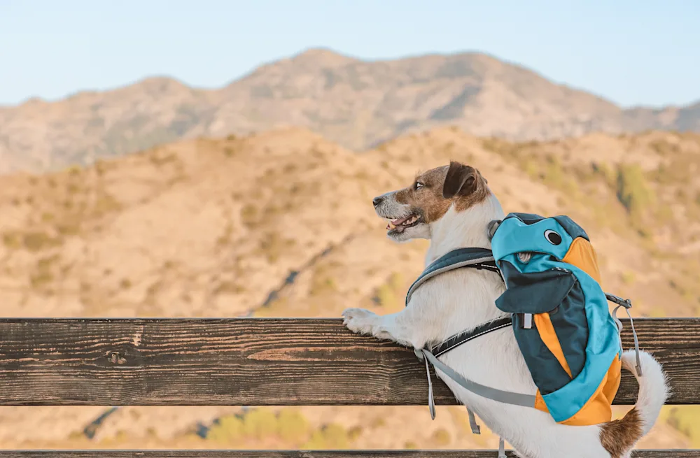 11 Hiking Jokes for a Mountain of Laughs