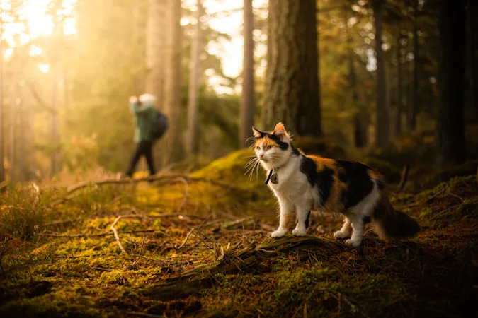 What type of cat loves to go on hikes? image