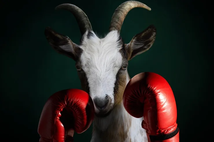  What animal is best at avoiding a punch? image