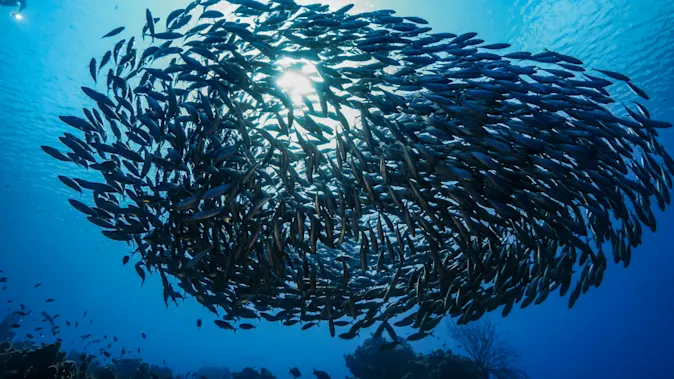 OK, that's enough fish puns. image