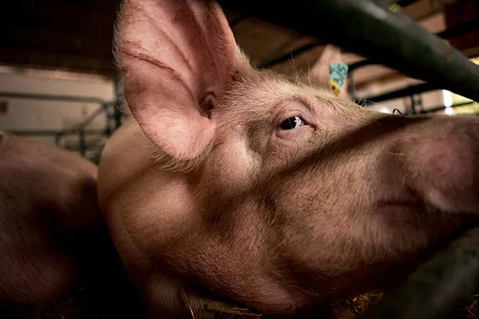  What do you give a sick pig? image