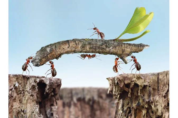  Why don't ants get sick? image