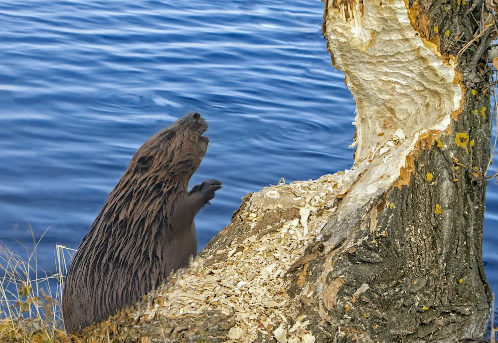 12 Nature Jokes to Leaf You in Stitches