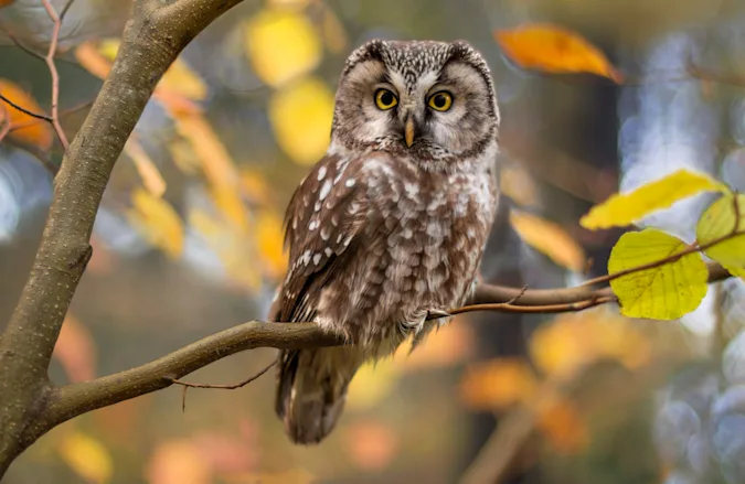 What's an owl's favorite school subject? image