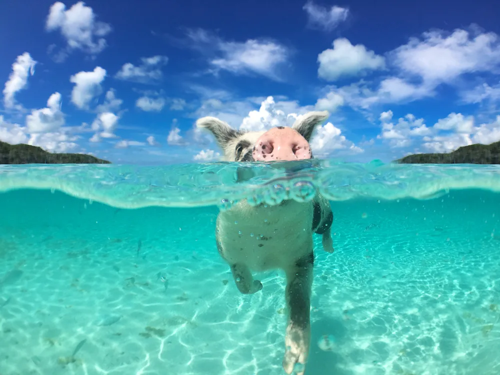 12 Pig Jokes That'll Make You Snort