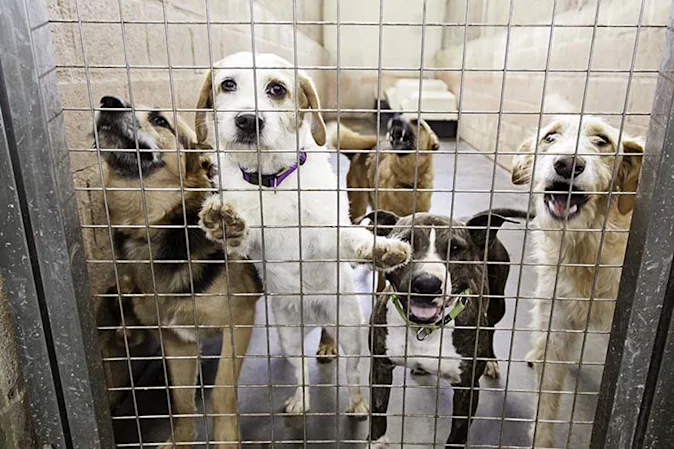  Why were the animal shelters at full capacity in the spring? image