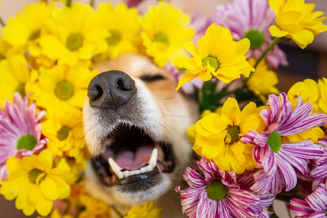 What do you call a dog with spring allergies? image
