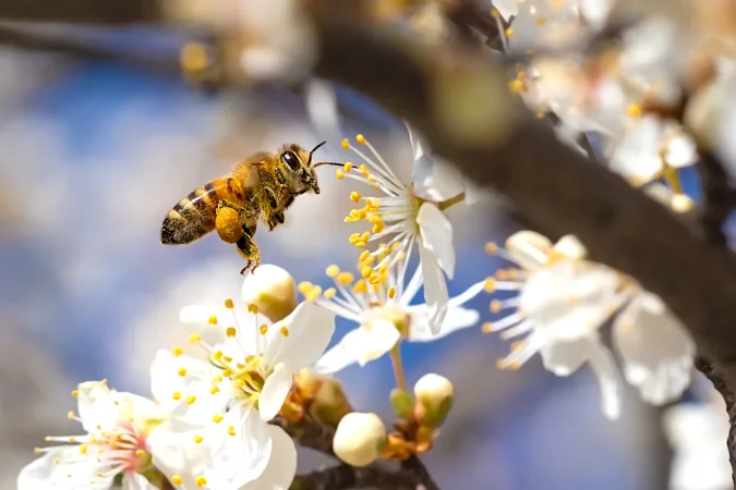 What do you call a spring bee that can't make up its mind? image