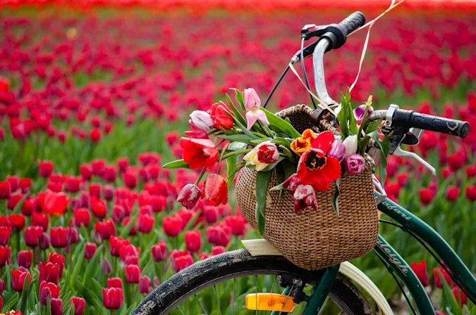 Why couldn't the spring flower ride its bike? image