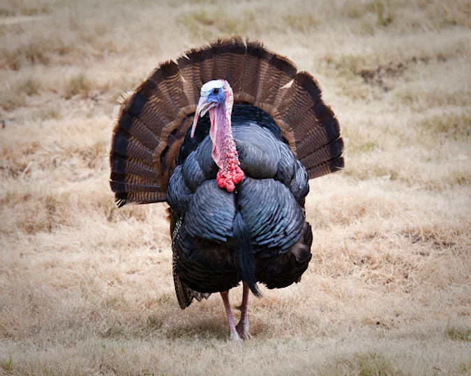 Why did the turkey join the band? image