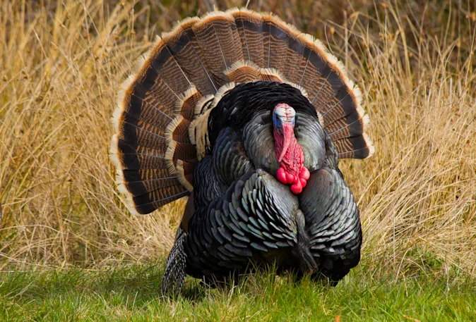 What did the turkey say before Thanksgiving dinner? image