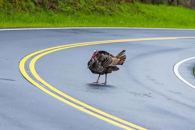  Why did the turkey cross the road? image