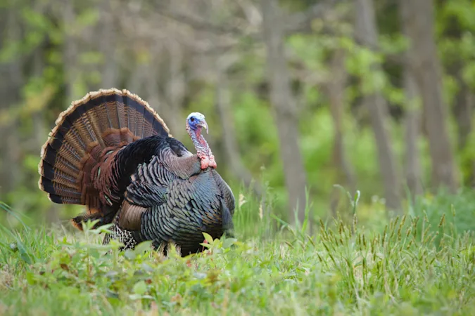What do you call a turkey the day after Thanksgiving? image