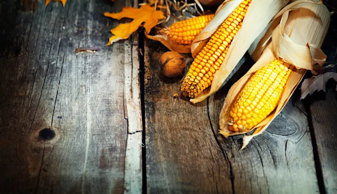 Why is corn so popular on Thanksgiving? image