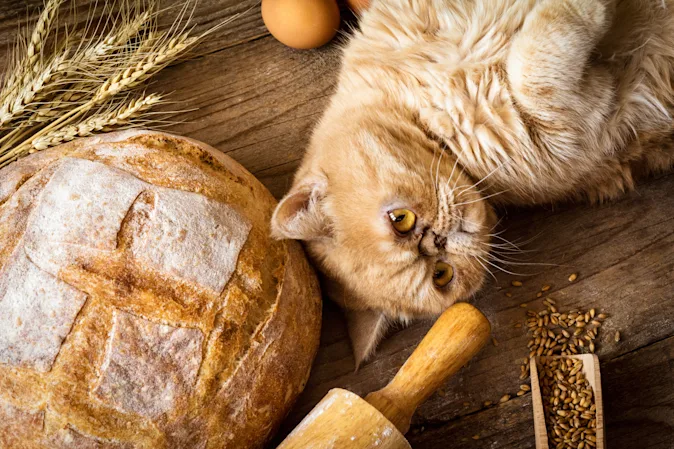 Why was the cat hired at the bakery? image
