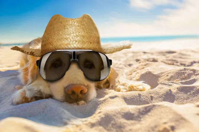 What do you call a golden retriever at the beach in July? image
