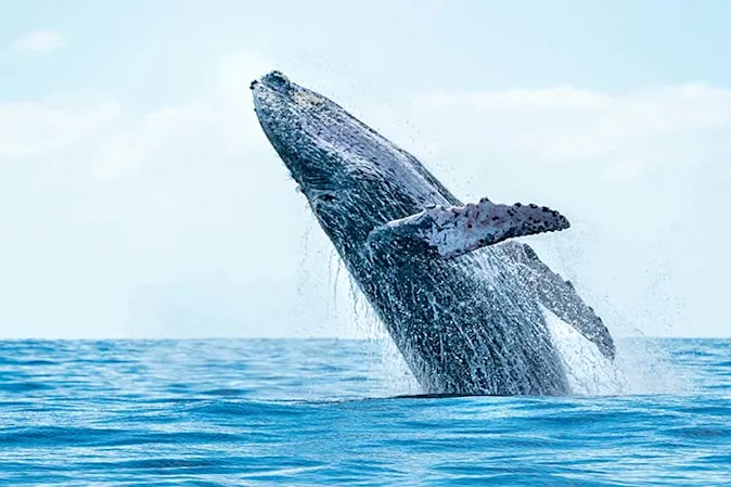  What is a whale's favorite sport? image