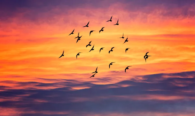 Why do birds fly south in the fall? image