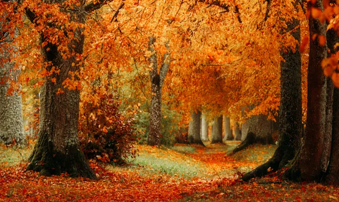 Why are trees so carefree and easygoing during this time of year? image