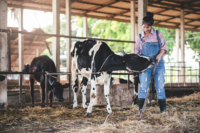 What's the perfect job for a cow? image