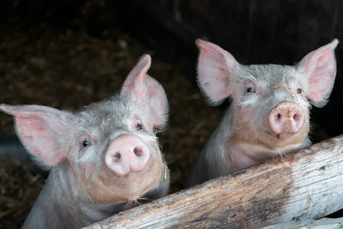 How do you fit more pigs on your farm? image