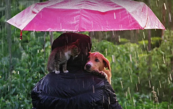 Why should you watch out when it's raining cats and dogs? image