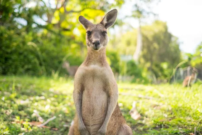  Why do mama kangaroos hate rainy days? image