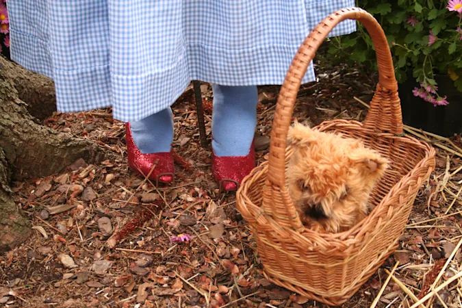 If Dorothy missed Kansas, what did Toto miss? image