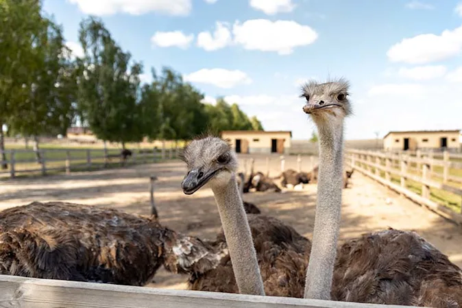 Why don't ostriches fly? image