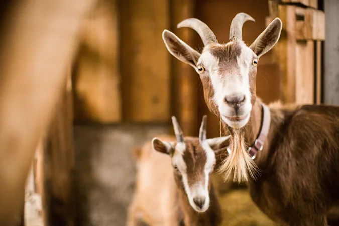 What do goats and moms have in common? image