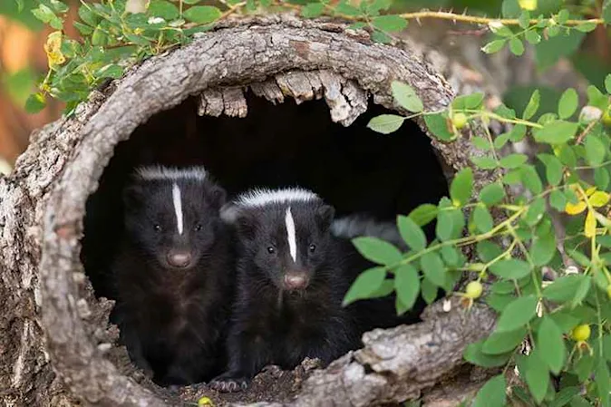  Why do skunks celebrate Valentine's Day? image