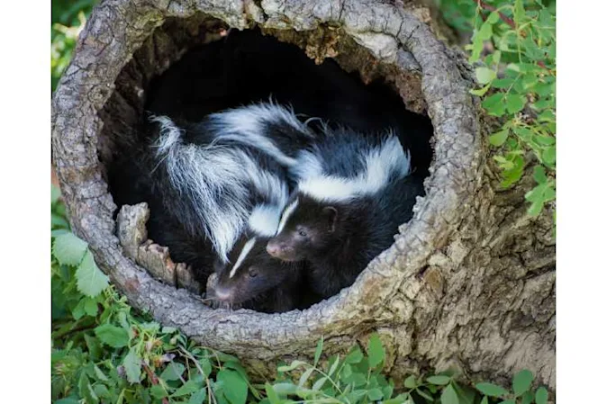  Are baby skunks cute? image