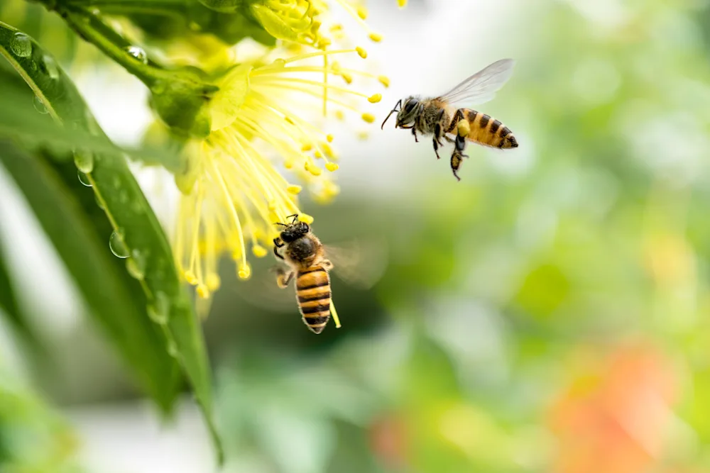 Why Bee Populations Are Creating a Lot of Buzz-1