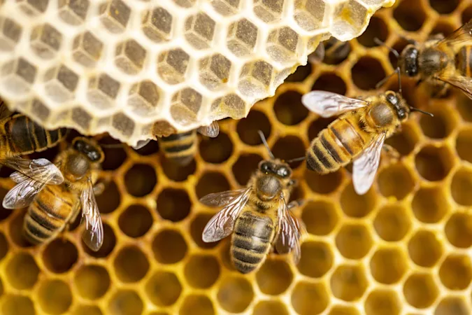 Why do bees gossip? image