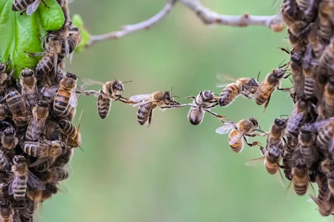 How did the bee always know what everyone was gossiping about? image