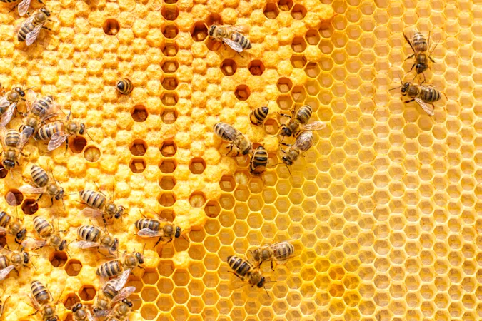 Why is there so much gossip in a beehive? image