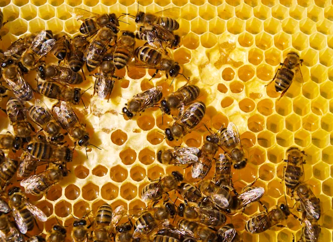 Why do bees stay in their hives during the summer? image